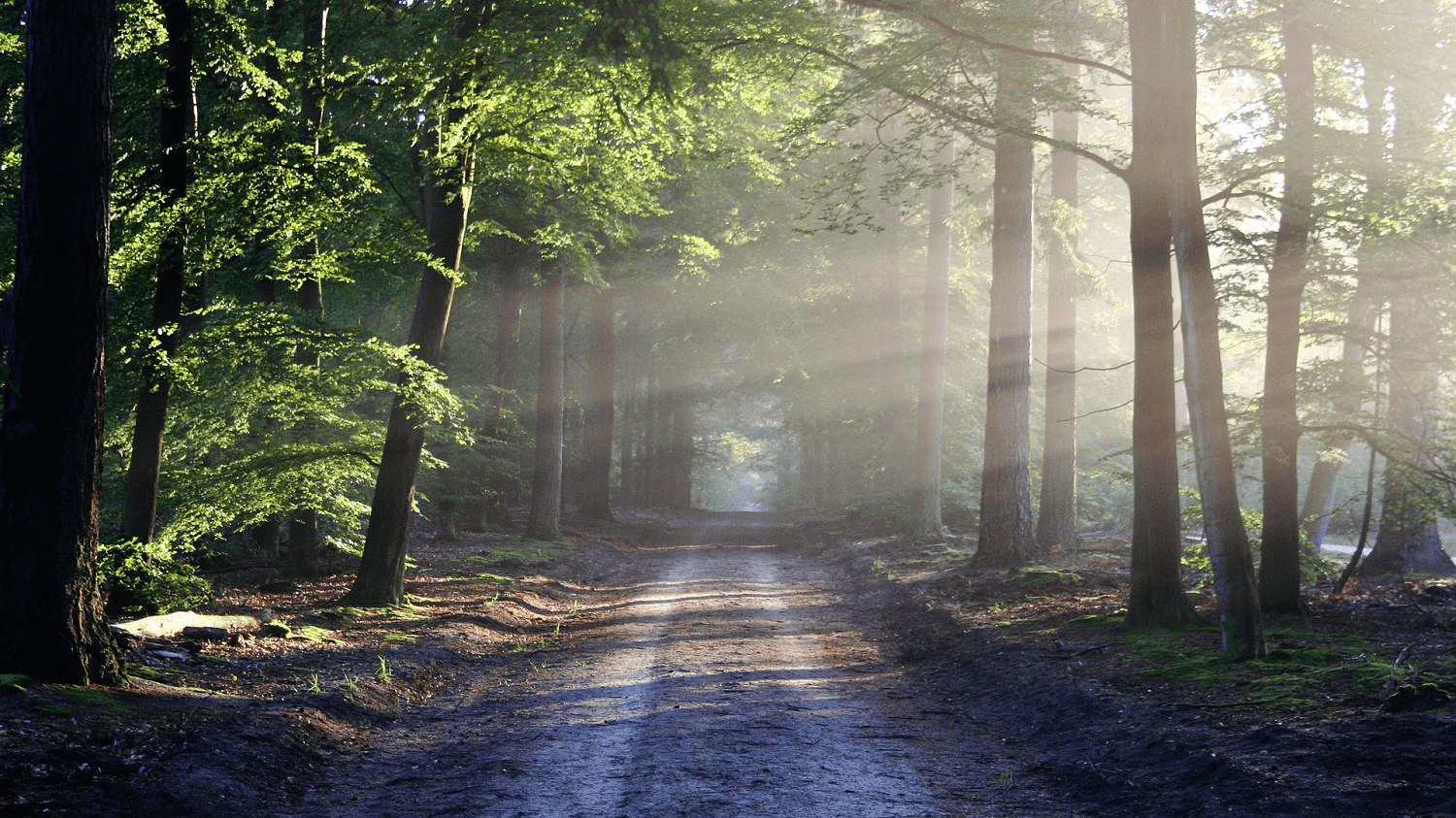 Burial vs. Cremation in Northwest Washington