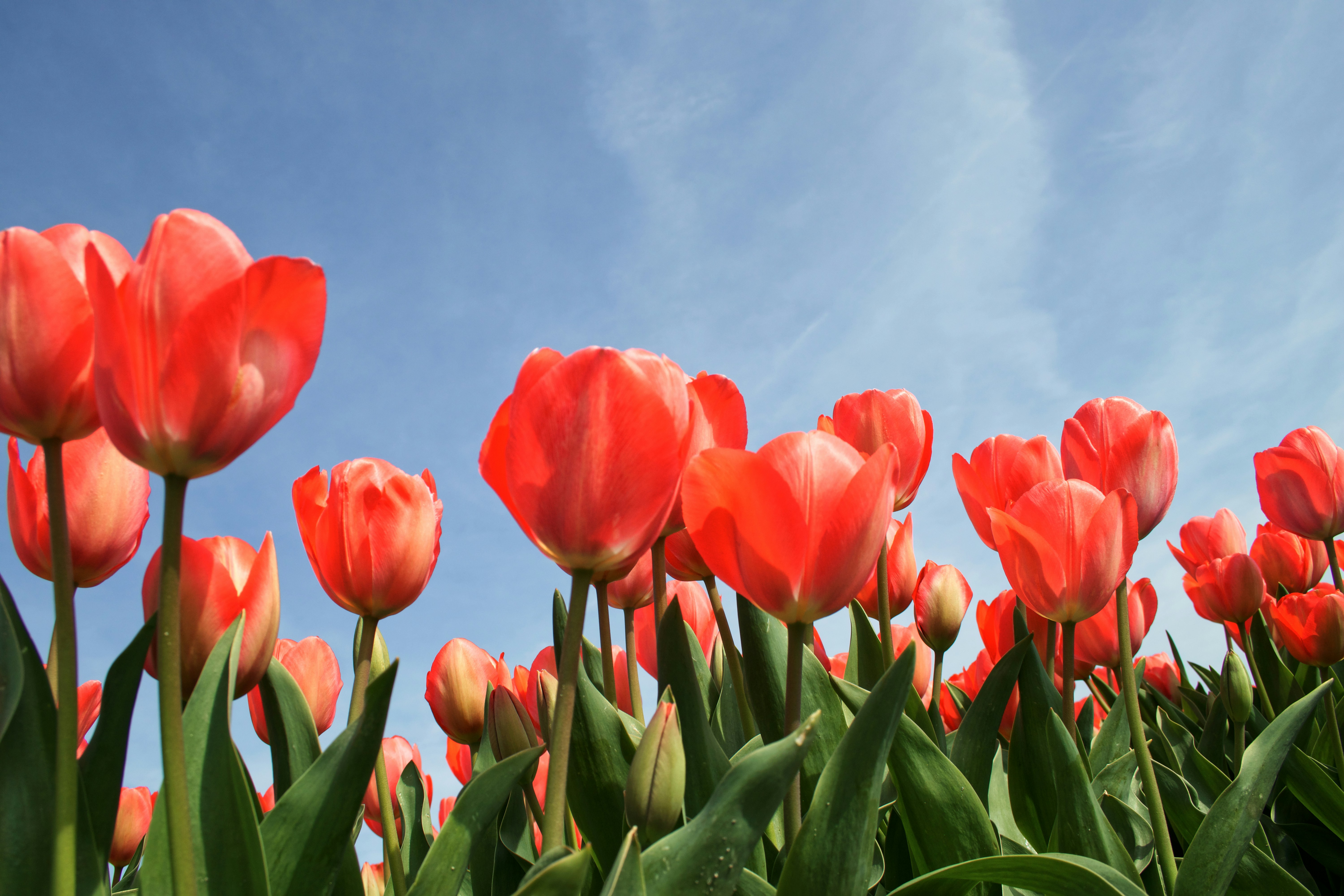 Cremation Costs in Northwest Washington